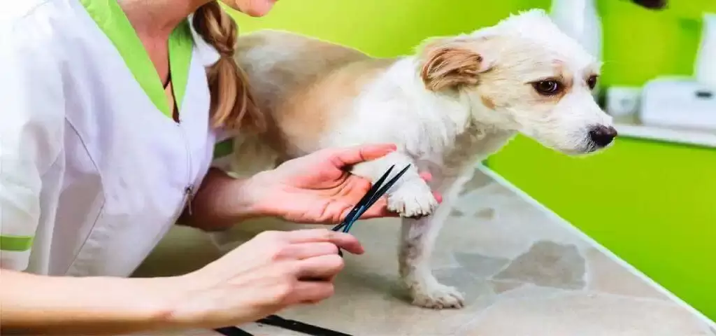 dog nail cutting