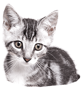 cat with removed background