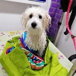 white dog after bath at crazy pets salon