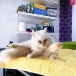 White groomed cat at crazy pets salon