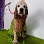 dog after a bath at crazy pets salon