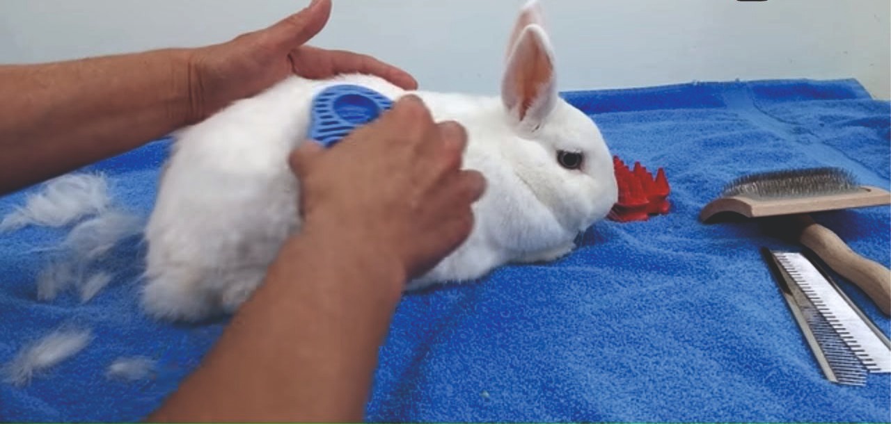 rabbit grooming stuffed animal