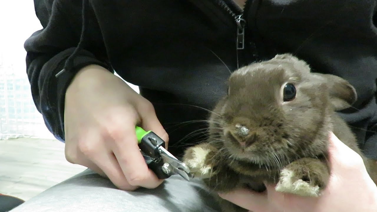 rabbit grooming stuffed animal