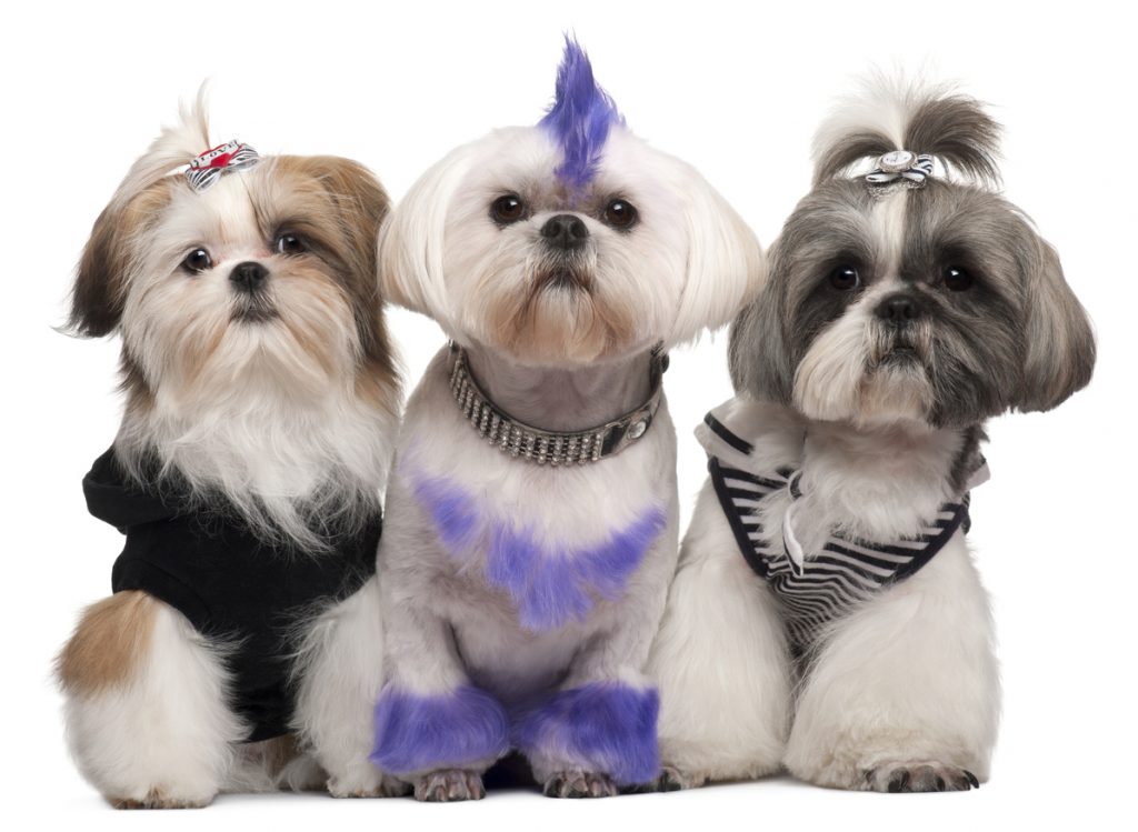 Three puppies after grooming at salon