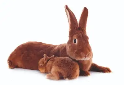 rabbit grooming services in abu dhabi and dubai