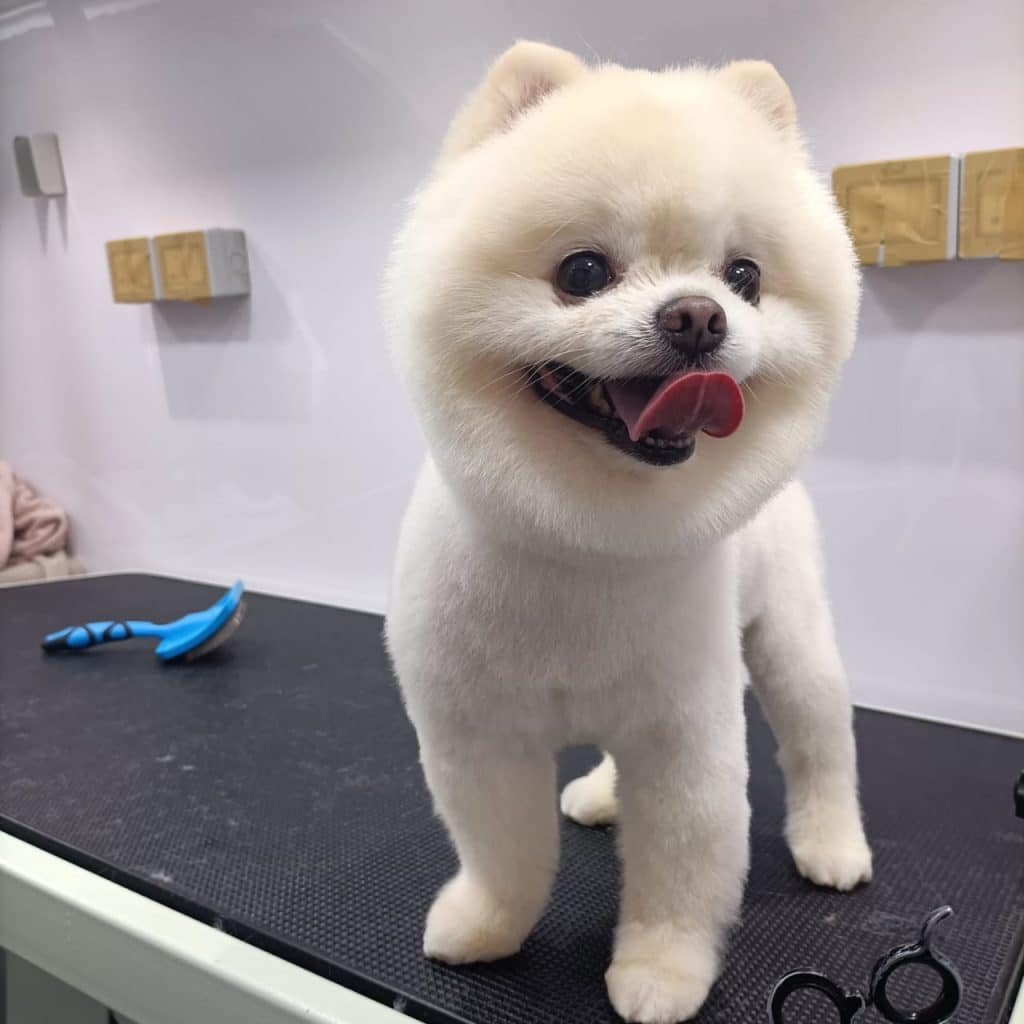 Expert Pet Grooming in Abu Dhabi Affordable Services