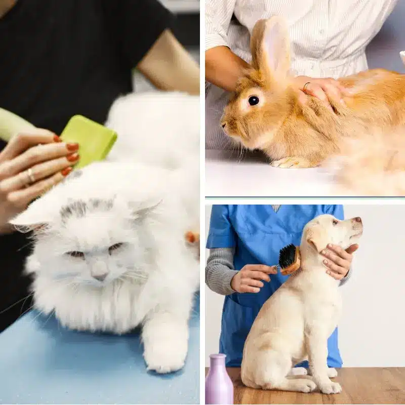 Professional pet grooming service in Abu Dhabi and Al Ain