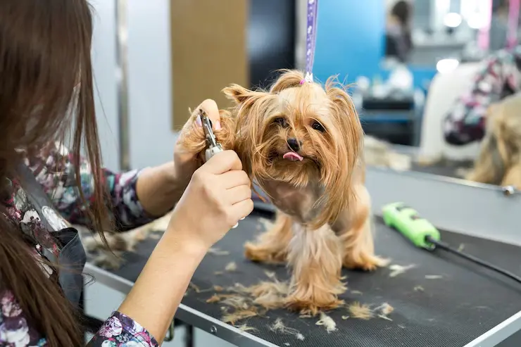 Professional Dog Grooming in Al Ain