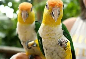 Bird grooming service in Abu Dhabi and Al Ain by expert pet grooming service