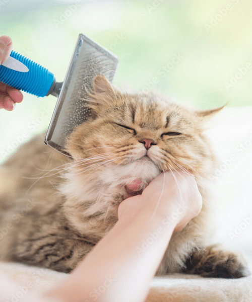 cat grooming in Al Ain