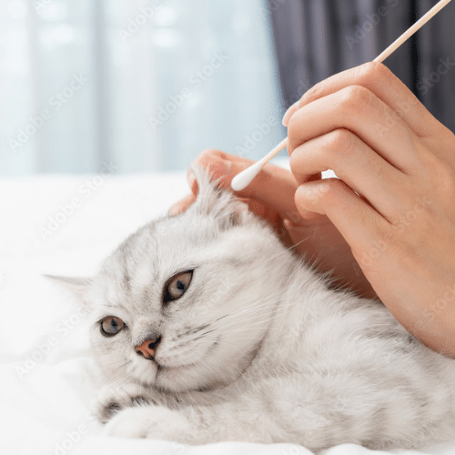 cat grooming in Al Ain