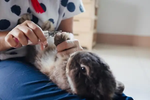 A groomer carefully clipping a rabbit's nails during mobile rabbit grooming in Al Ain.