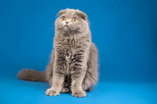 A Scottish Fold