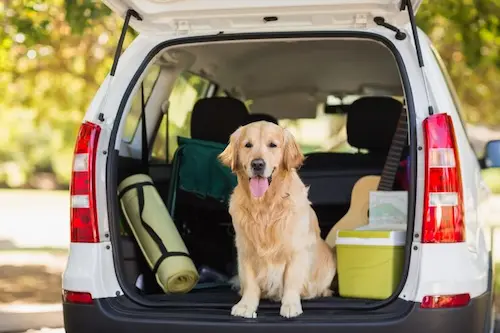 Veterinary Care Transport