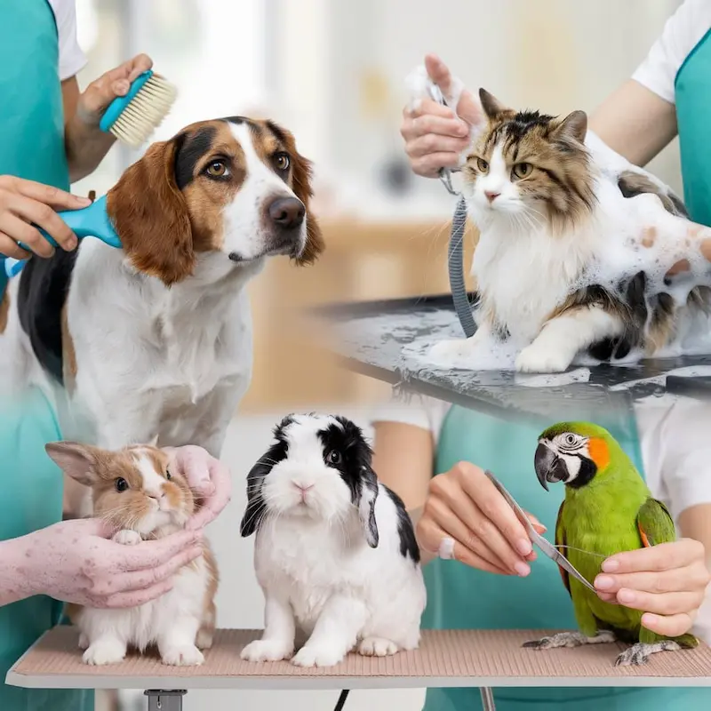 Exceptional Pet Grooming Services in Abu Dhabi