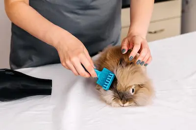 Gentle Coat Brushing