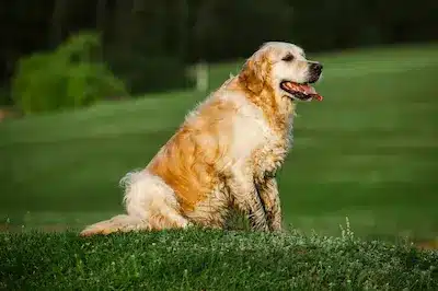 Golden Retriever