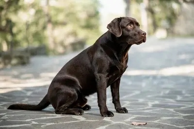 Labrador Retriever