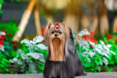 Yorkshire Terrier