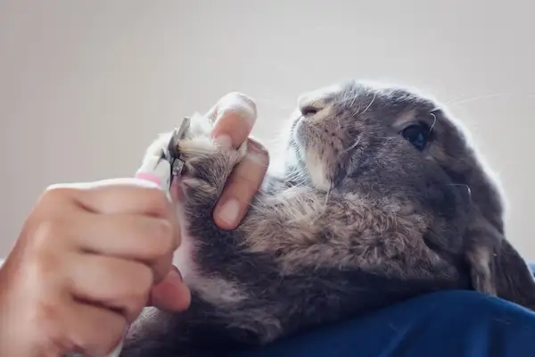 rabbit grooming in Al Ain