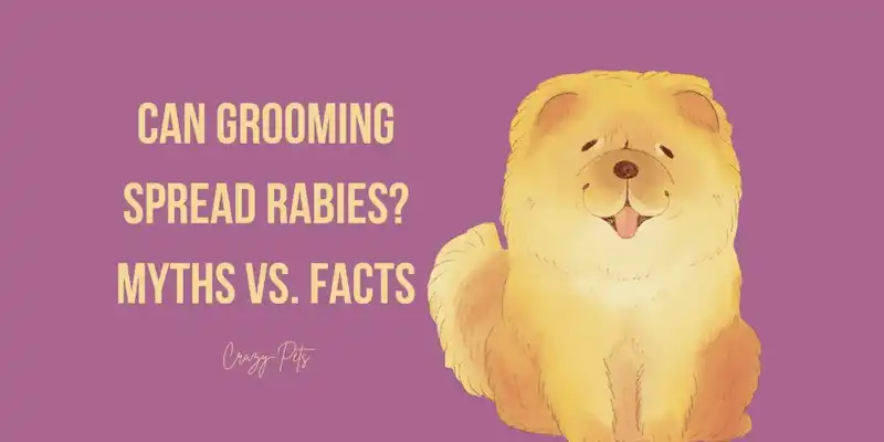 Avoid rabbies with pet grooming in Abu Dhabi