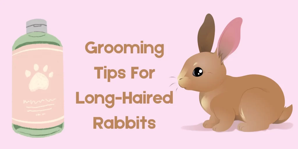 Grooming For Long-Haired Rabbit