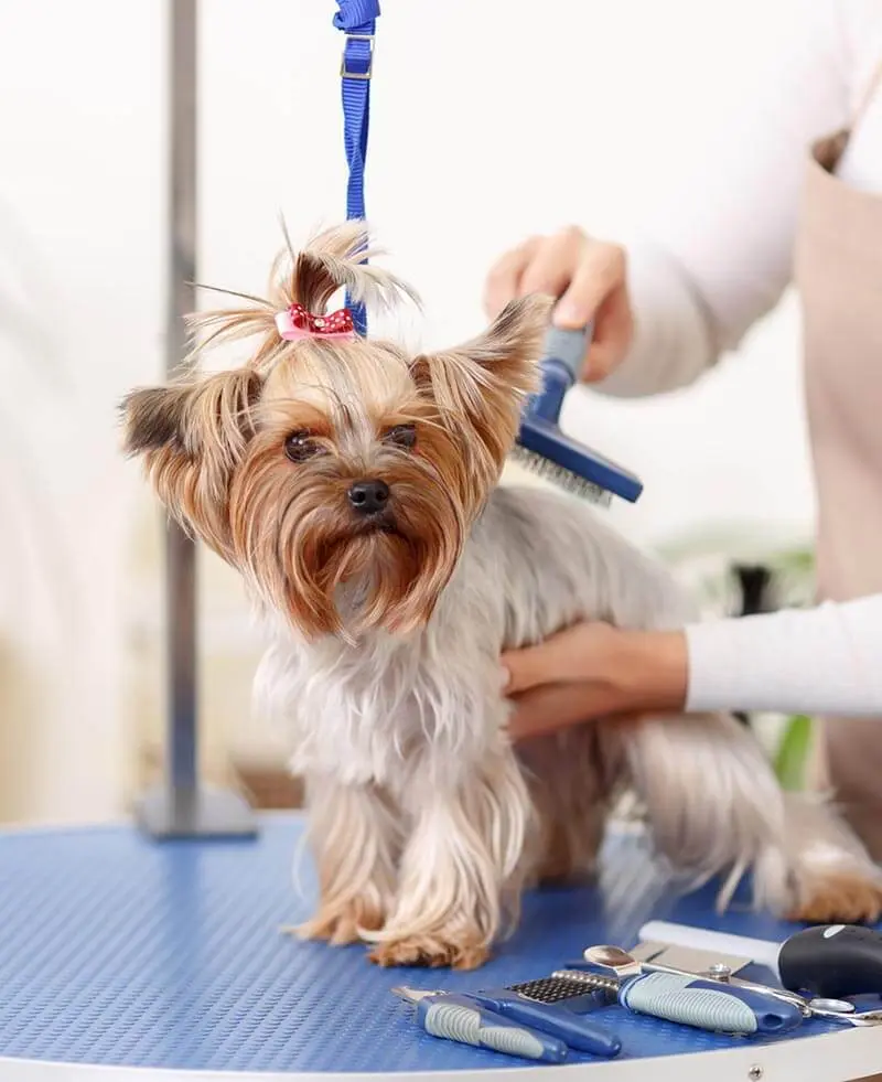 Premium Dog Grooming Services in Abu Dhabi