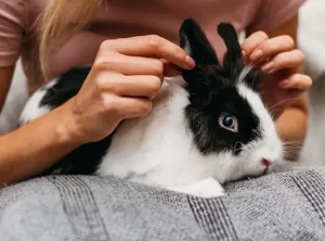 mobile rabbit grooming in Abu Dhabi
