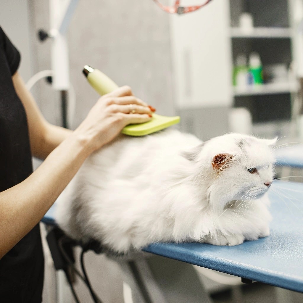 Cat Hair Cut in Dubai: 8 Styles Every Cat Owner Should Know