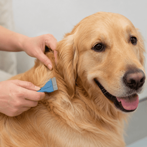 Pet Grooming for Flea Prevention | Stop Fleas & Ticks
