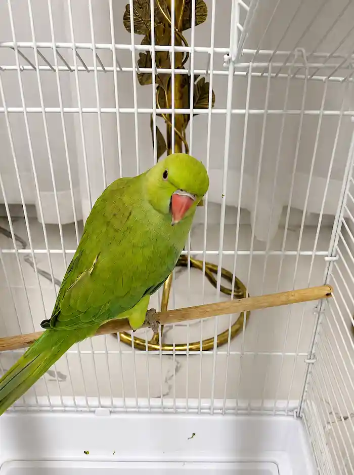 bird-after-2