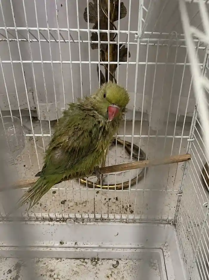bird-before-2