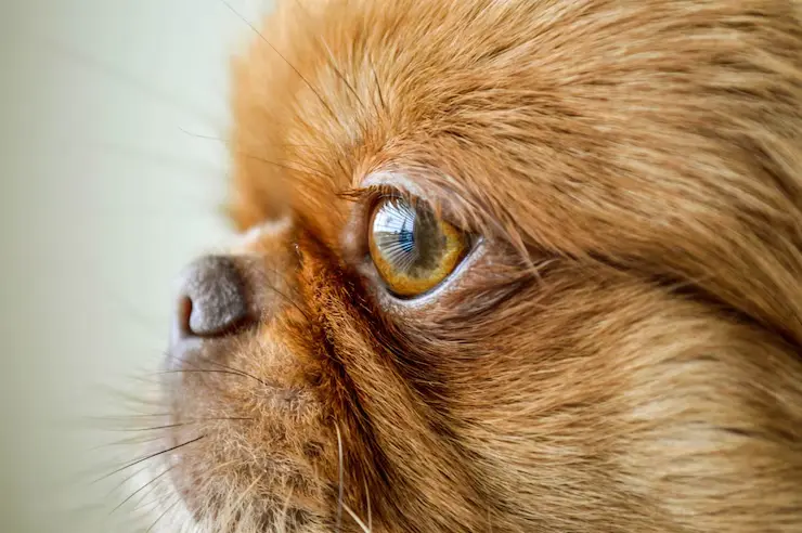 dog vision