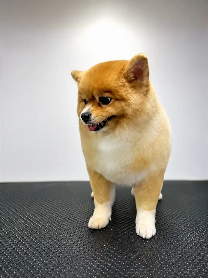 dog-after-2