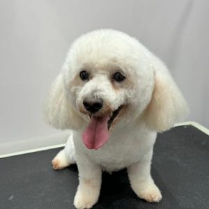 beautiful dog grooming in Abu Dhabi