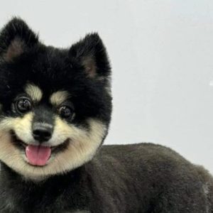 dog grooming at crazy pets salon