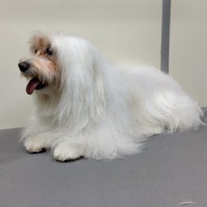 grooming of white dog with long hairs in Abu Dhabi