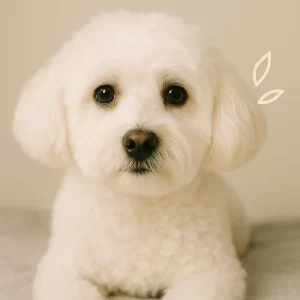 How to Avoid Tear Stains on White Dogs Grooming Tips That Work