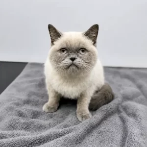 British Shorthair Cat Grooming Abu Dhabi