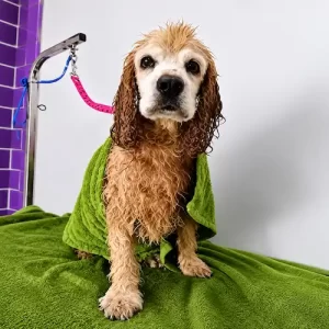 Cocker Spaniel Grooming Abu Dhabi
