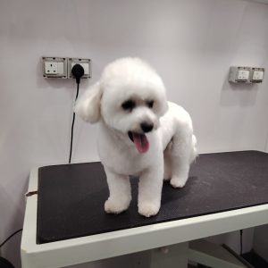 Corgi Dog Grooming Abu Dhabi