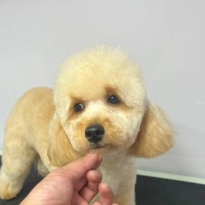 dog grooming in Abu Dhabi