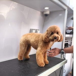 dog grooming in Al Ain