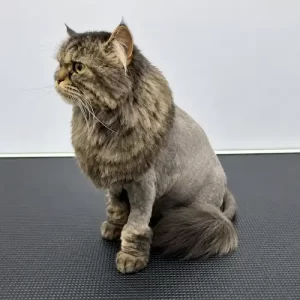 gallery-pet-11