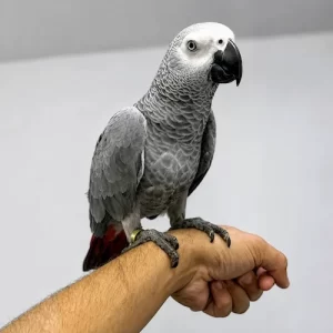 gallery-pet-12