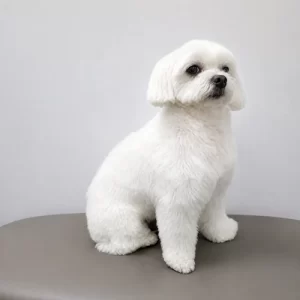 gallery-pet-2
