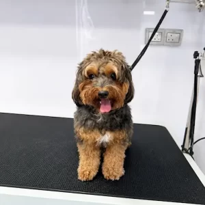gallery-pet-4
