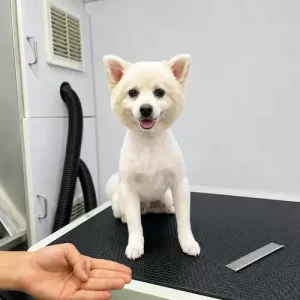 gallery-pet-6