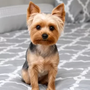 gallery-pet-7