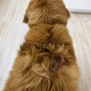 gallery-pet-9